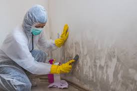 Best Mold Damage Restoration  in Grass Valley, CA